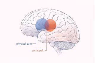 Brain scans reveal that social exclusion activates the same regions as physical injury